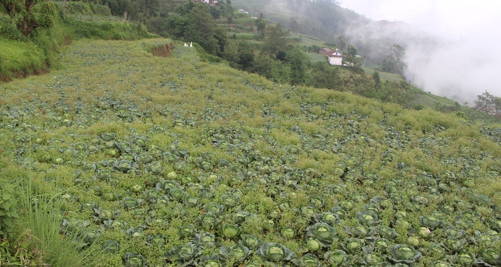 बन्दा प्रतिकेजी ३ रुपैयाँमा पनि नबिकेपछि बारीमै नष्ट ।