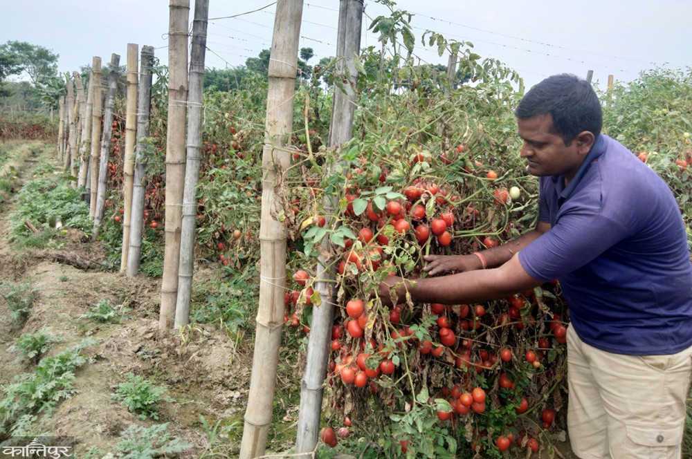 किसानहरुको बेहाल, व्यापारी मालामाल ।