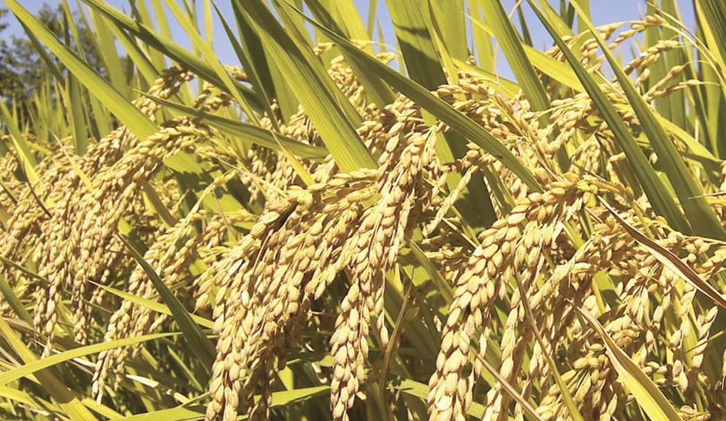 किसानको धान छिटो किनीदिन सरकारसँग दुई महासंघको माग ।