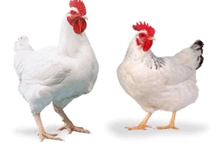 मासुको मूल्य बढ्यो ।