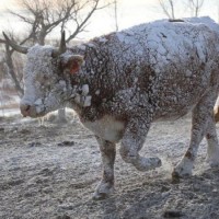 अमेरिका र क्यानडामा हिमआँधी ।